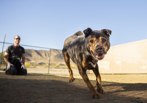 Can I Bring My Pet to Beer Festivals in Maricopa County, Arizona?